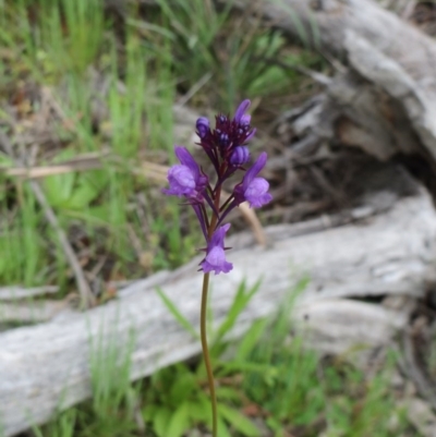 Linaria pelisseriana (Pelisser's Toadflax) at Hawker, ACT - 27 Sep 2020 by sangio7