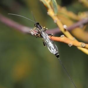 Sericopimpla sp. (genus) at Acton, ACT - 27 Sep 2020