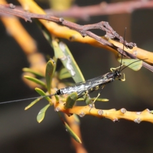 Sericopimpla sp. (genus) at Acton, ACT - 27 Sep 2020