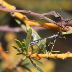 Sericopimpla sp. (genus) at Acton, ACT - 27 Sep 2020