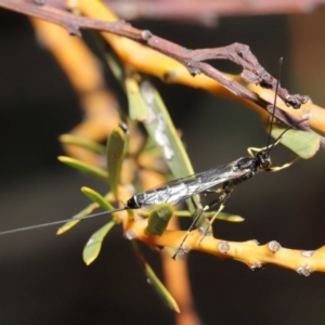 Sericopimpla sp. (genus) at Acton, ACT - 27 Sep 2020