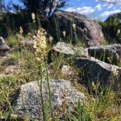 Stackhousia monogyna (Creamy Candles) at Holt, ACT - 27 Sep 2020 by JasonC