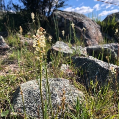 Stackhousia monogyna (Creamy Candles) at Holt, ACT - 27 Sep 2020 by JasonC