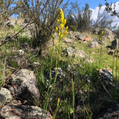 Bulbine glauca (Rock Lily) at Holt, ACT - 27 Sep 2020 by JasonC