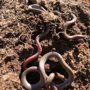 Aprasia parapulchella at Holt, ACT - suppressed