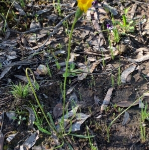 Microseris walteri at Bruce Ridge to Gossan Hill - 27 Sep 2020