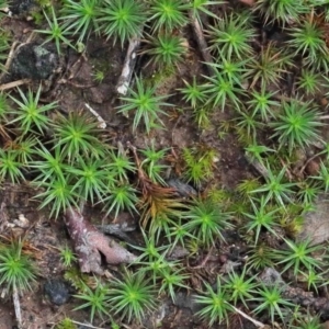 Polytrichaceae sp. (family) at O'Connor, ACT - 26 Sep 2020 12:31 PM