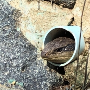 Tiliqua scincoides scincoides at Bruce, ACT - 28 Sep 2020