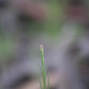 Petrorhagia sp. at Hughes, ACT - 27 Sep 2020