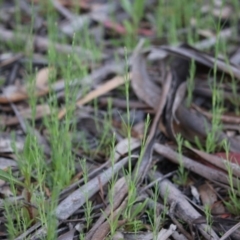 Petrorhagia sp. at Hughes, ACT - 27 Sep 2020