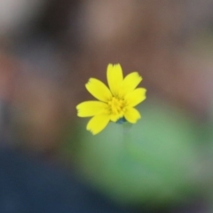 Hypochaeris glabra (Smooth Catsear) at Hughes, ACT - 28 Sep 2020 by LisaH