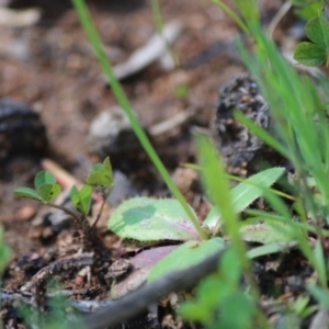 Hypochaeris glabra at Hughes, ACT - 28 Sep 2020