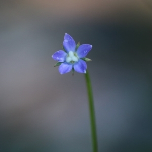 Wahlenbergia multicaulis at Hughes, ACT - 27 Sep 2020 06:34 PM