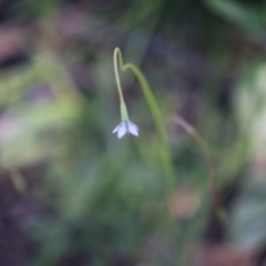 Wahlenbergia multicaulis at Hughes, ACT - 27 Sep 2020 06:34 PM