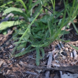 Wahlenbergia multicaulis at Hughes, ACT - 27 Sep 2020 06:34 PM