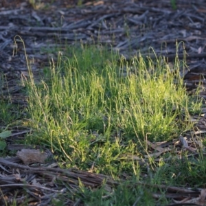 Wahlenbergia multicaulis at Hughes, ACT - 27 Sep 2020 06:34 PM