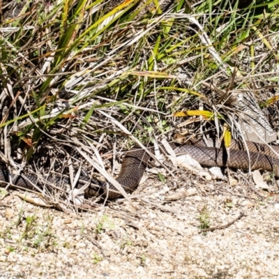 Pseudonaja textilis (Eastern Brown Snake) at Acton, ACT - 28 Sep 2020 by Roger