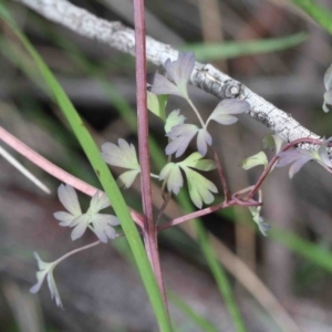 Fumaria sp. at O'Connor, ACT - 26 Sep 2020