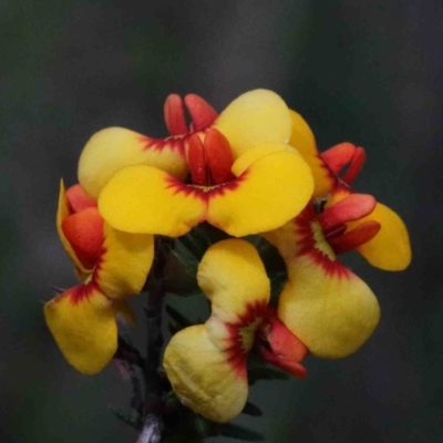 Dillwynia phylicoides (A Parrot-pea) at O'Connor, ACT - 26 Sep 2020 by ConBoekel