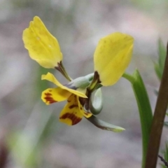 Diuris nigromontana (Black Mountain Leopard Orchid) at O'Connor, ACT - 26 Sep 2020 by ConBoekel