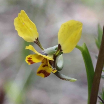 Diuris nigromontana (Black Mountain Leopard Orchid) at O'Connor, ACT - 26 Sep 2020 by ConBoekel