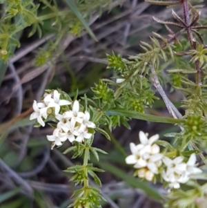 Asperula conferta at Bungendore, NSW - 28 Sep 2020