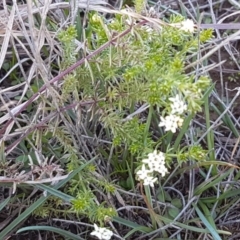 Asperula conferta at Bungendore, NSW - 28 Sep 2020