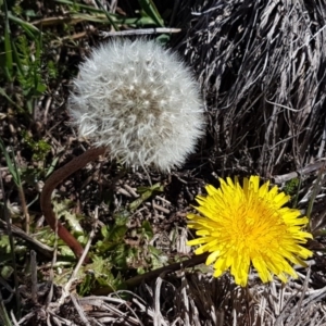 Taraxacum sect. Taraxacum at Bungendore, NSW - 28 Sep 2020