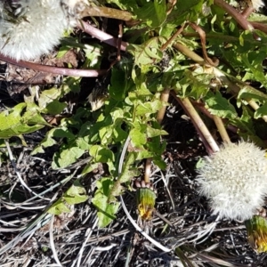 Taraxacum sect. Taraxacum at Bungendore, NSW - 28 Sep 2020