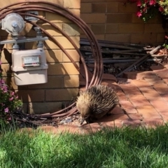 Tachyglossus aculeatus (Short-beaked Echidna) at Aranda, ACT - 28 Sep 2020 by KMcCue