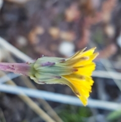 Hypochaeris radicata (Cat's Ear, Flatweed) at Bungendore, NSW - 28 Sep 2020 by tpreston