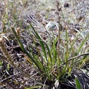 Plantago gaudichaudii at Bungendore, NSW - 28 Sep 2020