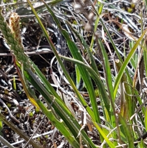 Plantago gaudichaudii at Bungendore, NSW - 28 Sep 2020