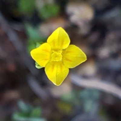 Cicendia quadrangularis (Oregon Timwort) at Bungendore, NSW - 28 Sep 2020 by tpreston