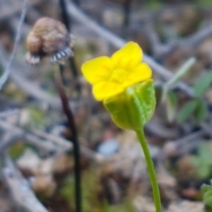 Cicendia quadrangularis at Bungendore, NSW - 28 Sep 2020