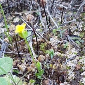 Cicendia quadrangularis at Bungendore, NSW - 28 Sep 2020