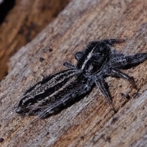 Holoplatys sp. (genus) at Coree, ACT - 28 Sep 2020