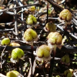 Asterella drummondii at Bungendore, NSW - 28 Sep 2020