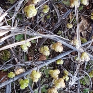 Asterella drummondii at Bungendore, NSW - 28 Sep 2020