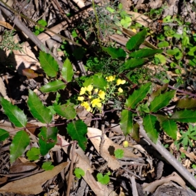 Berberis aquifolium (Oregon Grape) at Coree, ACT - 28 Sep 2020 by Kurt