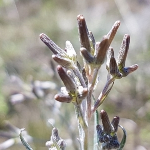 Senecio quadridentatus at Bungendore, NSW - 28 Sep 2020 01:18 PM