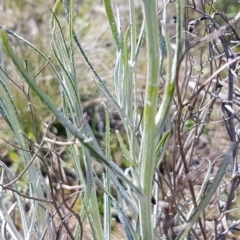 Senecio quadridentatus at Bungendore, NSW - 28 Sep 2020 01:18 PM