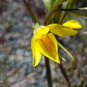 Diuris amabilis at Bungendore, NSW - suppressed