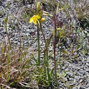 Diuris amabilis at Bungendore, NSW - suppressed