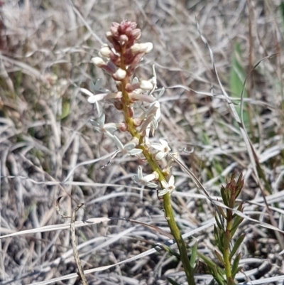 Stackhousia monogyna (Creamy Candles) at Bungendore, NSW - 28 Sep 2020 by trevorpreston