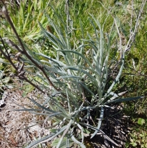 Senecio quadridentatus at Bungendore, NSW - 28 Sep 2020