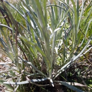 Senecio quadridentatus at Bungendore, NSW - 28 Sep 2020