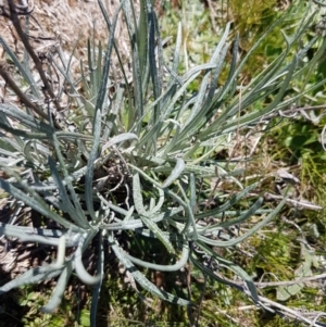 Senecio quadridentatus at Bungendore, NSW - 28 Sep 2020