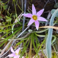 Romulea rosea var. australis (Onion Grass) at Turallo Nature Reserve - 28 Sep 2020 by tpreston