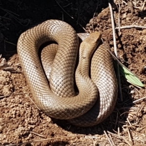 Pseudonaja textilis at Bungendore, NSW - 28 Sep 2020